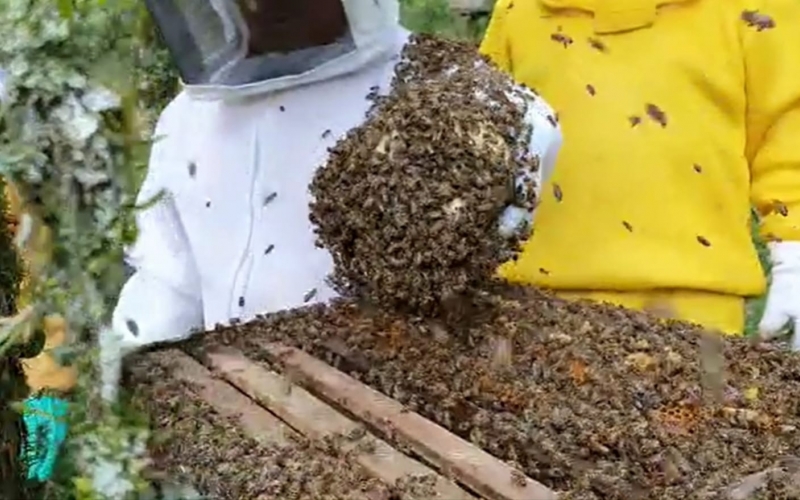 PROGRAMA DE EDUCAÇÃO AMBIENTAL: PRODUÇÃO DE ABELHAS COM FERRÃO