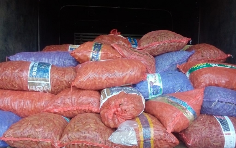 COM AUXÍLIO DO PROGRAMA VIVER NO CAMPO PRODUTORES RURAIS ENTREGAM SAFRA DE PEPINO E TRAZEM RENDA PARA O COMÉRCIO LOCAL